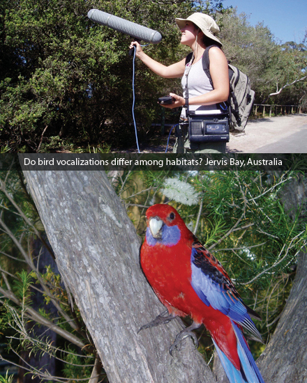 Do bird vocalizations differ among habitats? Jervis Bay, Australia