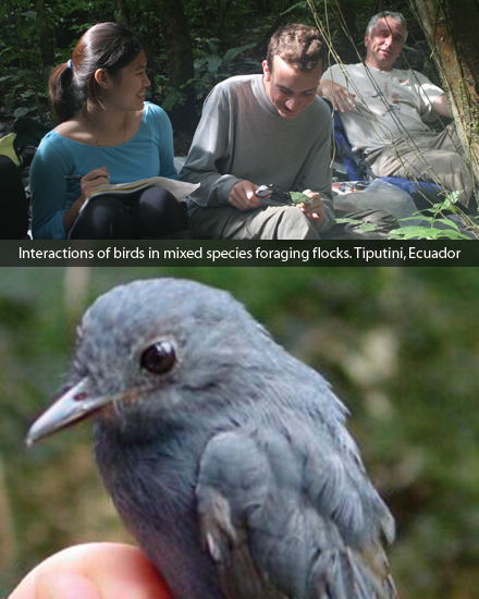 Interaction of birds in mixed species foraging flocks. Tiutini, Ecuador
