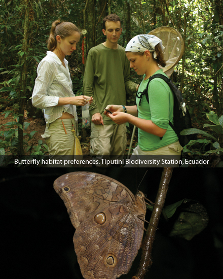 Butterfly habitat prefernces. Tiputini Biodiversity Station, Ecuador