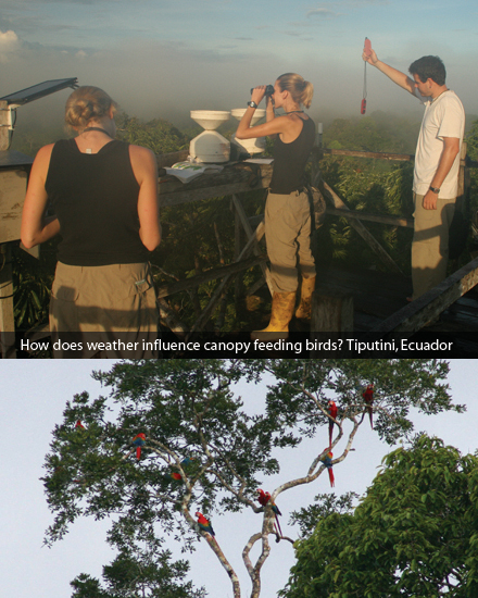How does weather influence canopy feeding birds? Tiputini, Ecuador