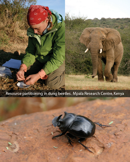 Resource partitioning in dung beetles. Mpala Research Centre, Kenya