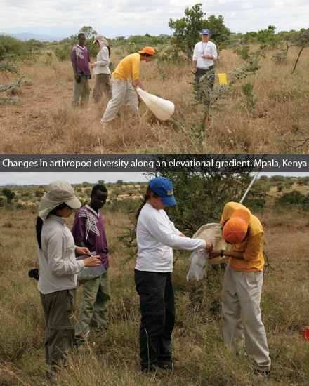 Changes in arthropod diversity along an elevational gradient. Mpala, Kenya
