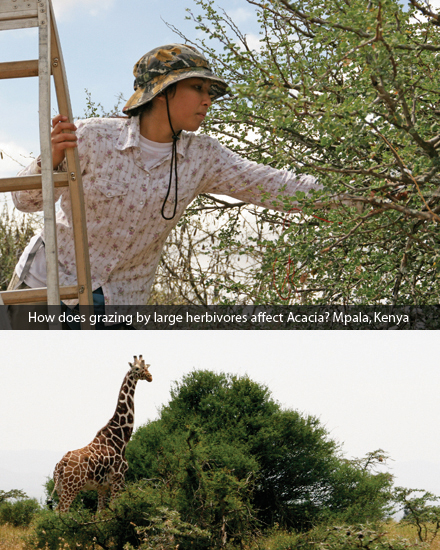How does grazing by large herbivores affect Acacia? Mpala, Kenya