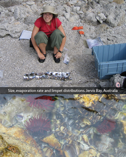 Size, evaporation rate and limpet distributions. Jervis Bay, Australia