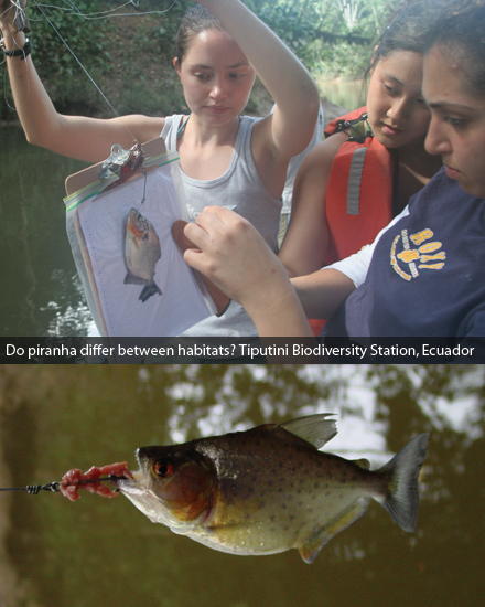 Do piranha differ between habitats? Tiputini Biodiversity Station, Ecuador