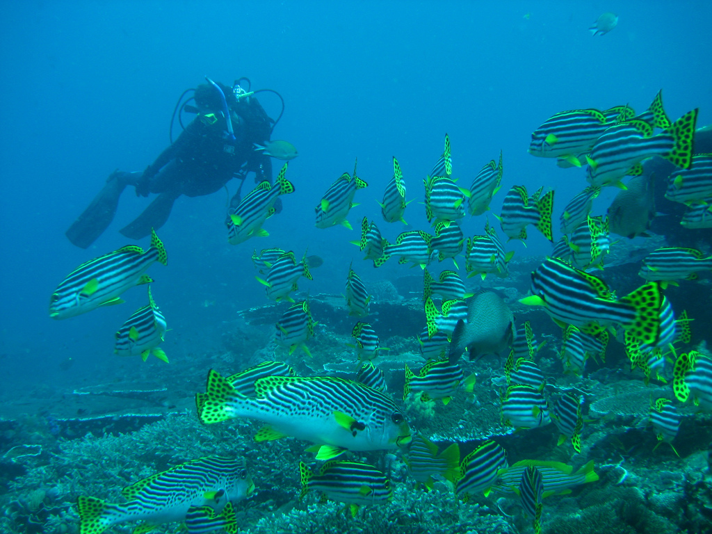 Department of Ecology and Evolutionary Biology | Marine Biology Major