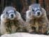 Causes and Maintenance of Personality Variation in Yellow-bellied Marmots