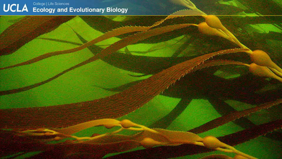 UCLAEEB13 zoom background 11c