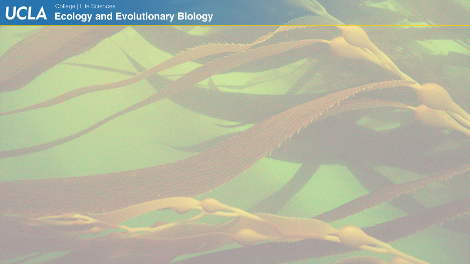 UCLAEEB13b zoom background 11b