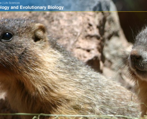 UCLAEEB14 zoom background 12b
