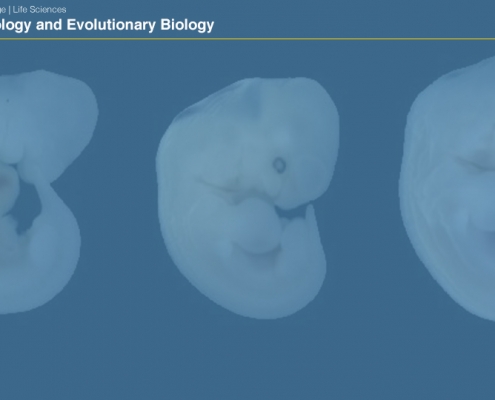 UCLAEEB2 zoom background 1