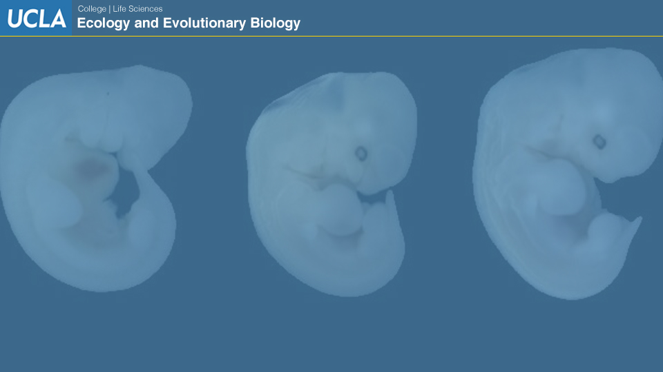 UCLAEEB2 zoom background 1