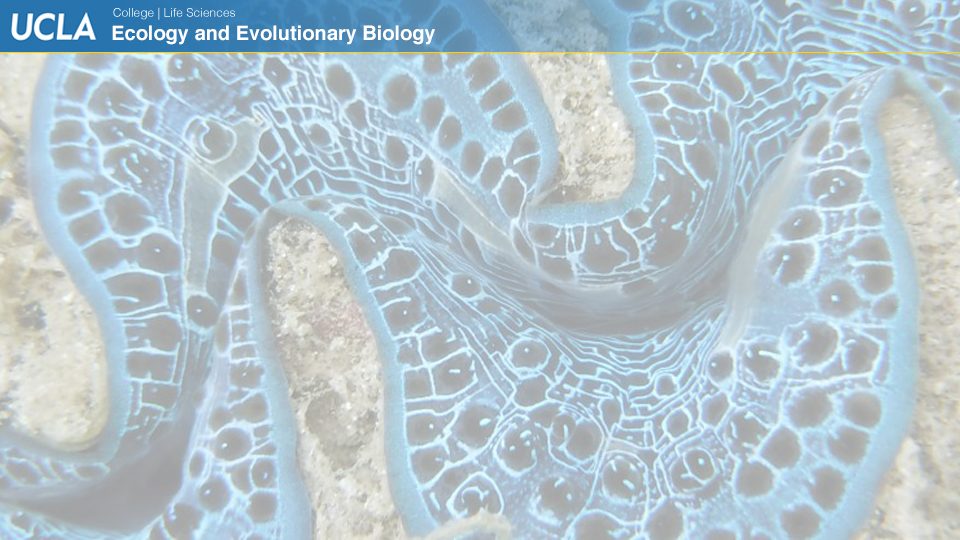 UCLAEEB3b zoom background 2b