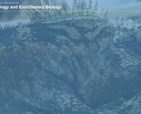 UCLAEEB4 zoom background 3