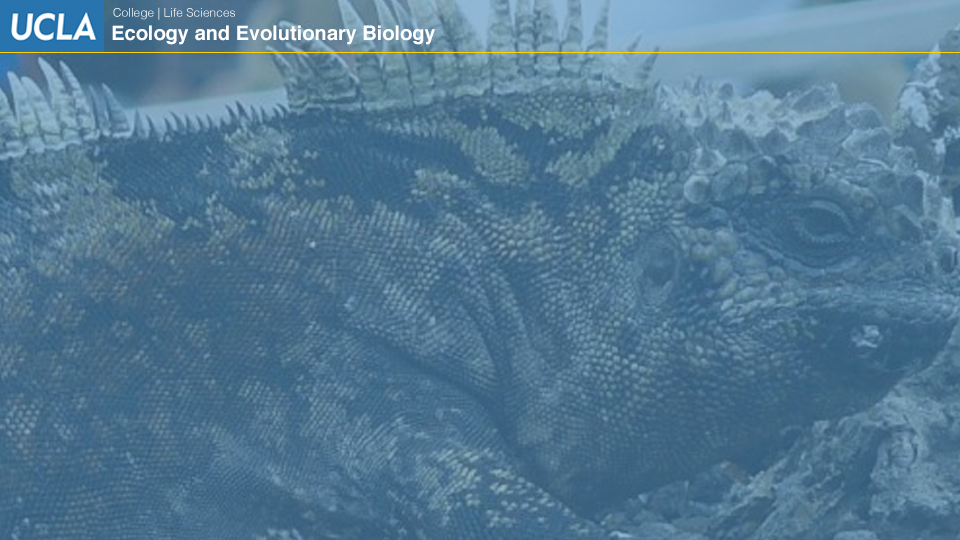 UCLAEEB4 zoom background 3