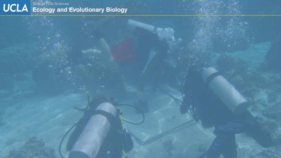 UCLAEEB5 zoom background 4