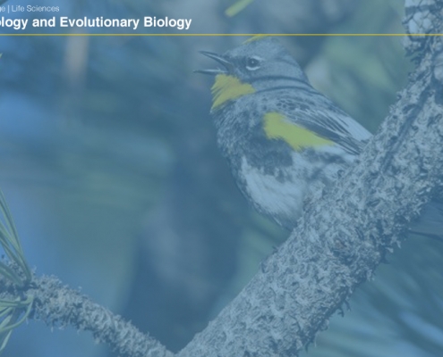 UCLAEEB6 zoom background 5
