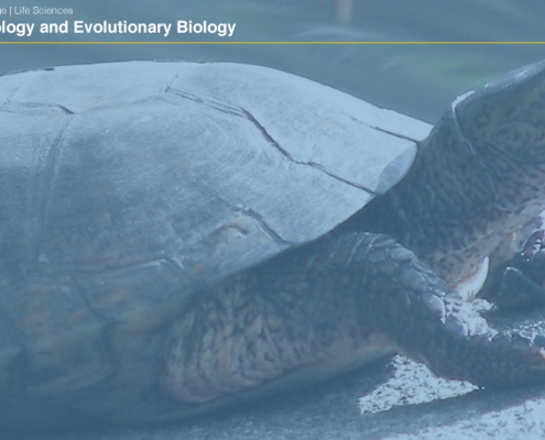 UCLAEEB9 zoom background 8